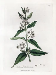 Asclepias vincetoxicum. Incisione a mano colorata su rame da un