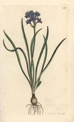 Scilla verna
