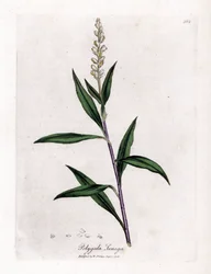 Poligala virginiana - Polygala senega