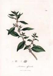 Wall pellitory, Parietaria officinalis