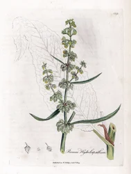 Romice acquatico, Rumex hydrolapathum. Incisione a mano colorata da un