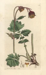 Geum rivale