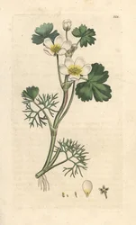 Ranunculus aquatilis (Aquatic Buttercup). Incisione a mano colorata su rame da un