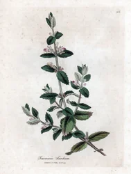 Scordio acquatico - Teucrium scordium. Incisione a mano colorata da un