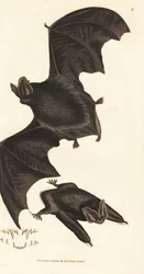 Pipistrello barbastello occidentale, Barbastella barbastellus barbastellus. Incisione a mano colorata a rame di James Sowerby da The British Miscellany, o Figure colorate di soggetti animali nuovi, rari o poco conosciuti