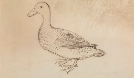 Anatra Fischiante dal Viso Bianco