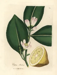 Fiore bianco e segmento di frutto maturo del limone, Citrus medica