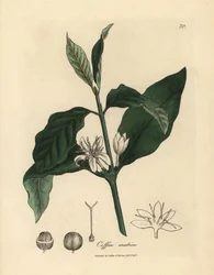Fiore bianco, foglie e fagiolo della pianta del caffè, Coffea arabica