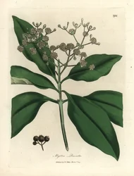 Albero di pimento a fiori bianchi, Myrtus pimenta