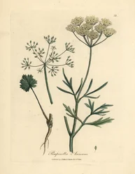 Anice a fiori bianchi, Pimpinella anisum