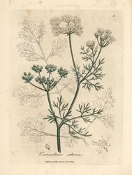 Coriandolo a fiori bianchi, Coriandrum sativum