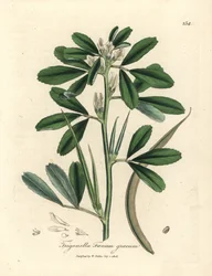 Fieno greco a fiori bianchi con baccello Trigonella foenum graecum