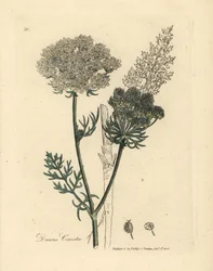 Carota selvatica a fiori bianchi, Daucus carota