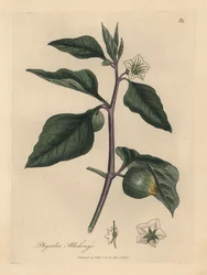 Alchechengi a fiori bianchi, Physalis alkekengi