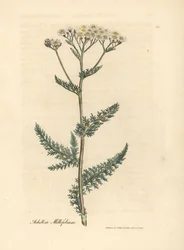Achillea millefoglie a fiori bianchi, Achillea millefolium