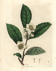 Fiori bianchi e foglie di tè verde, Thea bohea, Camellia sinensis