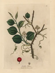 Fiori bianchi, viticci e bacche rosse di smilace cinese