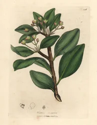 Albero della corteccia di Winter, Wintera aromatica, Drimys winteri