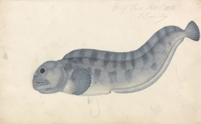 Pesce Lupo