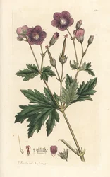 Geranio dei boschi, Geranium sylvaticum
