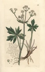 Sanicula europaea. Incisione a mano colorata su rame da un