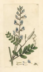 Veccia dei boschi, Vicia sylvatica