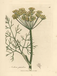 Aneto a fiori gialli Anethum graveolens
