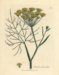 Finocchio a fiori gialli, Anethum foeniculum