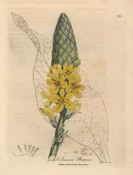 Verbascum a fiori gialli, Verbascum thapsus