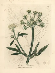 Levistico a fiori gialli, Ligusticum levisticum
