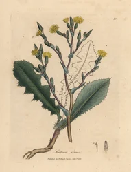 Lattuga selvatica a fiori gialli, Lactuca virosa