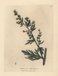 Assenzio a fiori gialli, Artemisia absinthium