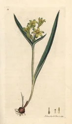 Gagea lutea