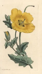 Papavero cornuto giallo, Glaucium flavum. Incisione a mano colorata da un
