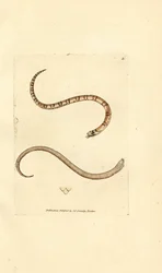 Giovane serpente liscio, Coronella austriaca