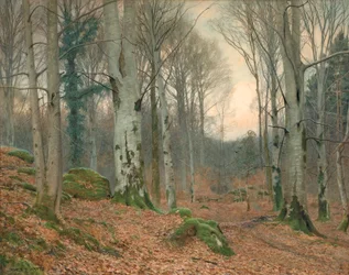 Un bosco gallese in inverno