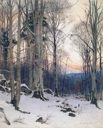 Crepuscolo, Boschi di Faggi