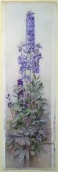 Delphinium