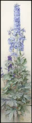Delphinium, c.1920