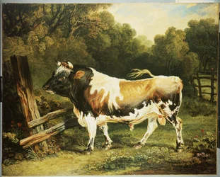 Un toro della razza Alderney
