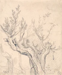 Un Albero Nodoso