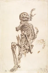 Uno scheletro umano (recto)
