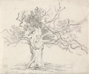 Una quercia stentata