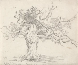 Una quercia stentata