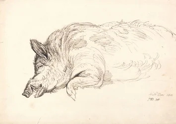 Un cinghiale, addormentato o morto, 1814