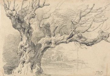 Un Vecchio Albero di Quercia