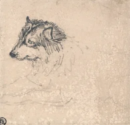Cane artico, rivolto a sinistra