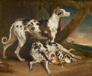 Cani dalmata