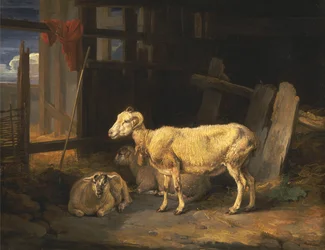 Pecore e agnelli della brughiera