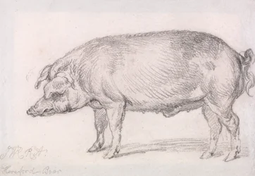 Cinghiale di Hereford